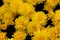 Belgian Mum Allegra Yellow, Chrysanthemum morifolium `Allegra Yellow`