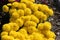 Belgian Mum Allegra Yellow, Chrysanthemum morifolium `Allegra Yellow`