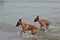 Belgian Puppies running along the beach