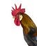 Belgian rooster against white background