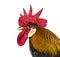 Belgian rooster against a white background