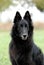 Belgian Sheepdog