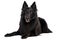 Belgian Sheepdog Dog On Isolated Transparent Background, Png. Generative AI