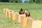 A Belgian Sheepdog searches for hidden object