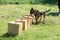 A Belgian Sheepdog searches for hidden object