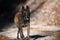 Belgian Sheepdog walking attentively