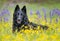 Belgian Sheepdog in wildflowers