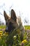 Belgian shepard sniffing in the spring grass