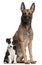 Belgian Shepherd Dog, and Border