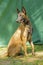 Belgian Shepherd Dog (Malinois)