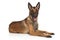 Belgian Shepherd dog Malinois