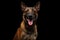 Belgian Shepherd Dog malinois