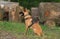 Belgian shepherd dog malinois at work