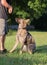 Belgian shepherd dog malinois at work