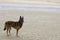 Belgian Shepherd Dog on the Morning Sea Sandy Shore