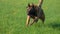 Belgian Shepherd Dog runs on a green lawn