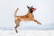 Belgian Shepherd Dog in the snow. Malinois dog in winter landscape