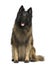 Belgian shepherd dog, Tervuren, 4 years old