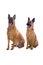 Belgian Shepherd Dogs