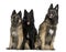 Belgian Shepherd dogs sitting