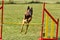 Belgian shepherd doing agility