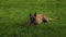 Belgian Shepherd holding a toy ball, lying on the grass in the mouth during a walk in nature