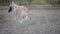 Belgian Shepherd lakenua dog catching a throwing disk on agility training