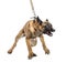 Belgian Shepherd leashed and aggressive against white background