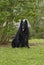 A Belgian Shepherd or long haired Groenendael Dog sitting alert and poised on a lawn in Texas