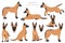 Belgian shepherd malinois clipart. Different poses, coat colors set