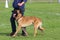 A Belgian shepherd Malinois in a competition ring exercises following the foot on a leash