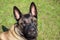 A belgian shepherd Malinois dog with muzzle looking towards us