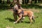 Belgian Shepherd, Malinois, on a leash with a trainer.