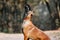 Belgian Shepherd Malinois standing in fallen leaves in the public park.  Fall, autumn. Happy dog on the walk