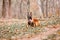 Belgian Shepherd Malinois standing in fallen leaves in the public park.  Fall, autumn. Happy dog on the walk