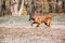 Belgian Shepherd Malinois standing in fallen leaves in the public park.  Fall, autumn. Happy dog on the walk