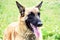 Belgian shepherd portrait in the grass