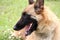 Belgian shepherd portrait in the grass