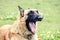 Belgian shepherd portrait in the grass