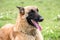 Belgian shepherd portrait in the grass