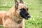 Belgian shepherd portrait in the grass