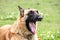 Belgian shepherd portrait in the grass