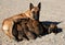 Belgian shepherd and puppies