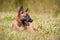 Belgian Shepherd puppy