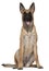 Belgian Shepherd puppy, Malinois, 5 months old