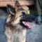 Belgian Shepherd Service breed, combining the qualities of a shepherd and a search dog