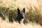 Belgian shepherd is sitting in a corn field