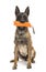 Belgian Shepherd sitting and holding orange toy