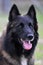 Belgian shepherd tervueren