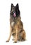 Belgian shepherd tervueren